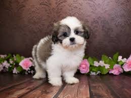 Check spelling or type a new query. Lhasa Apso Puppies Pet City Pet Shops
