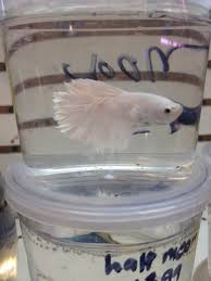 Just like the parents, rainbow fish fry requires low maintenance. Tong S Tropical Fish Pet And Supplies 49 Photos 38 Reviews Local Fish Stores 4327 S Vermont Ave Los Angeles Ca Phone Number