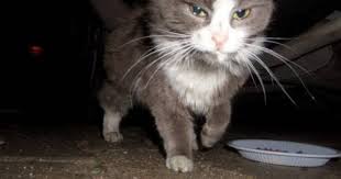 Ucretsiz Kedi Sahiplendirme Platformu Kedi Kopek Yavru Kediler