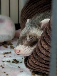 Ferrets are small, like prey, but they don't act or smell like prey. Pixel After A Long Day Of Dooking Around The Apartment Imgur