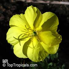 Image result for Vepris drummondii