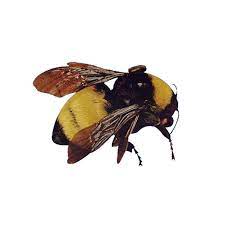 Bee Png Tyler The Creator Accessories Png Poster On