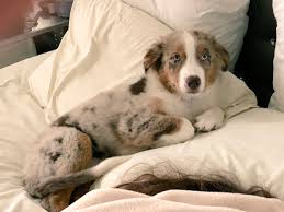 Australian shepherd dog (aussie) had its beginnings in spain and andorra, where it worked with the basque shepherds. Sypherpk On Twitter Australian Shepherd Thank You