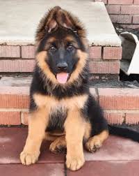 Dam is akc and sire is an import from holland and is a. Pin On 22