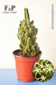 The cactus and succulent review is a quarterly online magazine issued in pdf format. 80 Acanthocereus Tetragonus Cacti And Succulents Succulent Names Succulents