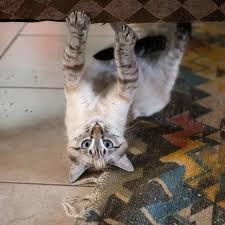 Is Catnip A Cat Drug With Images Cute Cats Pet Blog Cats