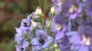 Delphinium Pacific Giants Youtube