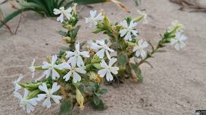 Image result for Silene abyssinica