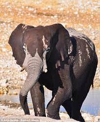 The skin color of asian elephants is dark grey to brown, with patches of pink on the forehead, the ears, and sometimes the base of the trunk and chest. Grey Is Soooo Last Season Elephants Change Colours By Covering Themselves In Different Types Of Mud Across Namibia Daily Mail Online