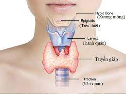 Ung thư tuyến giáp xảy ra khi những tế bào bình thường ở tuyến giáp biến đổi thành những tế bào bất thường và phát triển không tuân theo sự kiểm soát của cơ thể. Vi Sao Phá»¥ Ná»¯ Dá»… Máº¯c Bá»‡nh Ly Tuyáº¿n Giap HÆ¡n Nam Giá»›i Vinmec