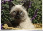 Browse search results for siamese kittens pets and animals for sale in ohio. Available Siamese Kittens For Sale Cats For Adoption