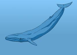 comment dessiner une baleine dessin coloriage instrument triangle
