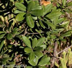 Image result for Diospyros dichrophylla