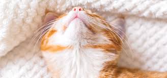 Cbd oil seems to be the latest miracle drug option for humans, dogs, cats, and other mammals. Cbd For Cats Modern Cat