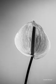 Project With Flowers Inspired By Imogen Cunningham Imogen Cunningham Cunningham Photography