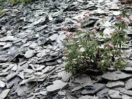 · informationen dazu, ob die biogene verwitterung gezielt bestimmte minerale angreift. Der Kreislauf Der Gesteine Geopark Westerwald Lahn Taunus