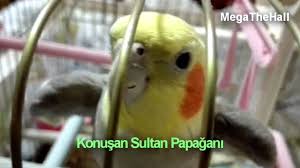 Konusan Papagan Capkin Cicikus Babacik Sultan Papagani Youtube