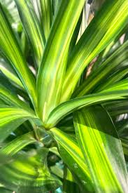 Image result for Dracaena laxissima