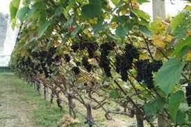 Check spelling or type a new query. Ini Tempat Pembuatan Wine Terbesar Di Asia Tenggara Halaman All Kompas Com