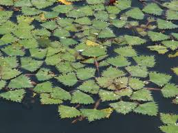 Image result for Warneckea cordiformis