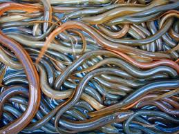 We did not find results for: Cara Lengkap Budidaya Belut Dalam Drum Beserta Harganya Ragam Informasi