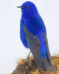 Here are 50 animals name. Aditya Chavan On Instagram Name Grandala Location Sikkim India Wildlife Hd Natgeo Discovery Hd Beautiful Birds Animals Animals Beautiful
