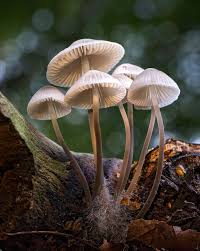 Mycena Arcangeliana Angels Bonnet Mycena Arcangeliana Commonly Known As The Angel S Bonnet Or The Late Season Bon Stuffed Mushrooms Nature Inspiration Fungi