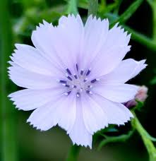 Image result for Cichorium intybus