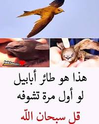 حقائق غريبة On Instagram لايك و متابعة لكي تشاهد اغرب الصور و المعلومات Gharebbba د Instagram Posts Instagram Movie Posters