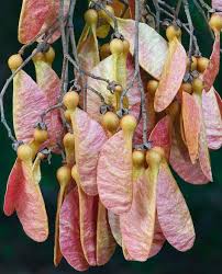 Hello everybody,i'm quite happy to show you how to make these self i'm quite happy to show you how to make these self watering seed pods! 72 Seed Pods Ideas Seed Pods Pods Seeds