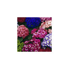 Image result for Cineraria