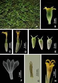 Image result for Calyptocarpus vialis