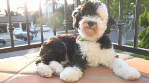 Since greenfield puppies was founded in 2000, we have been connecting healthy puppies with caring, loving families. Sheepadoodle Characteristics Appearance And Pictures