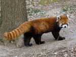 red panda