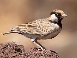 Image result for Erythrococca fischeri