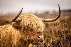 We think yak is the possible answer on this clue. The Real Reason Highland Cattle Have Long Hair By Mark Starlin Medium