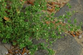 Image result for Cliffortia serpyllifolia