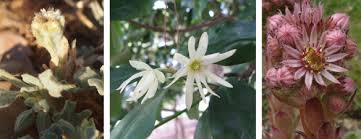 Image result for Struthiola montana