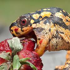 We did not find results for: Turtles Eating Strawberries Look Terrifying Delightless