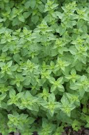 Read on to learn more about the history of oregano, culinary uses, and how best to grow it indoors. Oregano Plant Care How To Grow Maintain Oregano Plants Kitchn