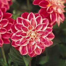 Dahlia Pinnata Is The National Flower Of Mexico Flowers California Poppy Tattoo Beautiful Flowers