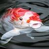 Mimpi dapat ikan mempunyai arti bahwa anda akan mendapatkan rezeki atau keberuntungan dimana sesuai besarnya ikannya juga semakin besar atau banyak anda mendapatkan ikan maka semakin besar juga rezeki yang anda dapat. 3