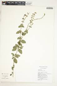 Image result for Achyrospermum carvalhoi