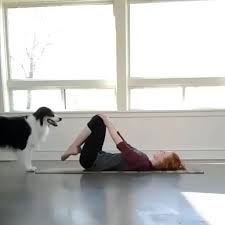 Wanna Try Yoga Video Dog Yoga Cute Funny Animals Animals