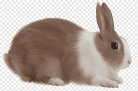 The american fuzzy lop was first recognized as a breed in 1989. White Rabbit Brown Rabbit Free White And Brown Rabbit Mammal Image File Formats Animals Png Pngwing