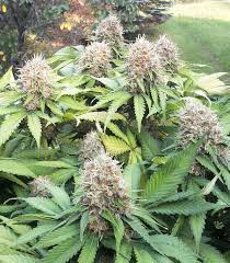 Check spelling or type a new query. Northern Lights Feminized Seeds For Sale By Sensi Seeds Herbies
