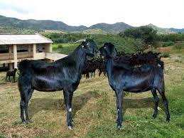 The Attappady Black Goat Known As The Poor Man S Cow Reared In The Hill Tracts By The Tribal People Is Highly Res Farm Animals Cute Goats Barnyard Animals