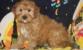 Their small size means they don't need a lot of. Cavapoo Puppies For Sale Phoenix Az 288954 Petzlover