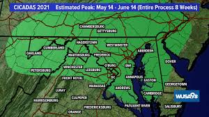 Cicadas, which are not harmful to humans or animals, begin to emerge when the soil reaches 64 degrees fahrenheit, day said. 17 Year Cicada Maryland Brood X Cicadas 2021 Map Wusa9 Com