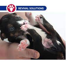 Kitten And Puppy Umbilical Cord Care